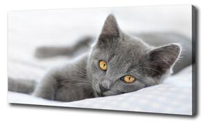 Tablouri tipărite pe pânză pisică gri