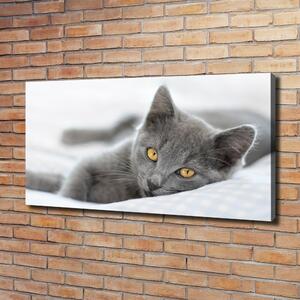 Tablouri tipărite pe pânză pisică gri
