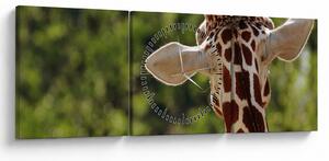 Tablou cu girafă din spate (cu ceas) (90x30 cm)
