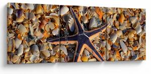 Tablou cu stea de mare (cu ceas) (90x30 cm)