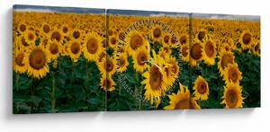 Tablou câmpului de floarea soarelui (cu ceas) (90x30 cm)