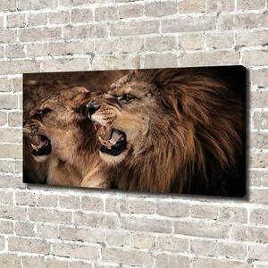 Print pe canvas răcnește lei