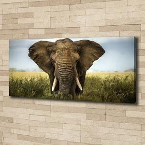 Pictură pe pânză Elephant pe savana