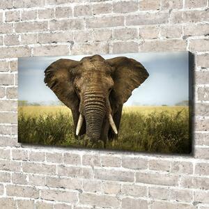 Pictură pe pânză Elephant pe savana
