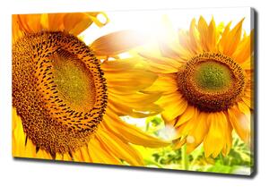 Tablou canvas Floarea soarelui