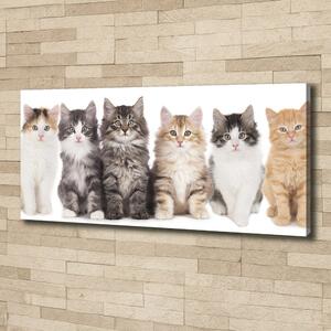Tablou pe pânză șase pisici
