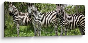 Tablou cu zebre (cu ceas) (90x30 cm)