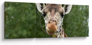 Tablou cu girafa (cu ceas) (90x30 cm)