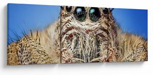Tablou cu detalii a unui pâianjen (cu ceas) (90x30 cm)