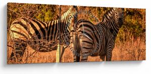 Tablou cu zebre (cu ceas) (90x30 cm)