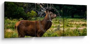 Tablou cu cerb (cu ceas) (90x30 cm)