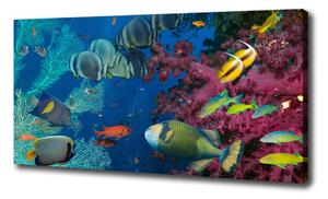 Tablou pe pânză canvas recif de corali