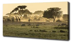 Pictură pe pânză Girafele pe savana