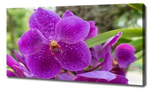 Tablou canvas Orhidee