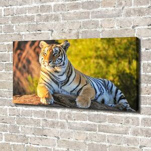 Print pe pânză Portret de un tigru