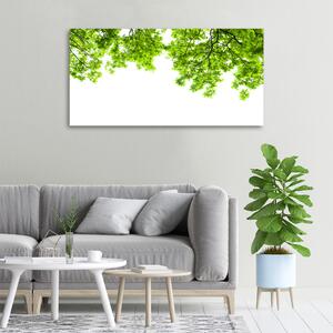 Tablou canvas frunze de stejar