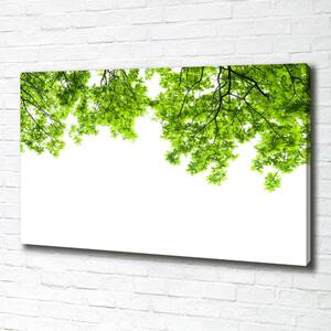 Tablou canvas frunze de stejar