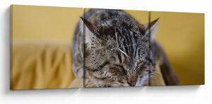 Tablou cu pisica pe fotoliu (cu ceas) (90x30 cm)