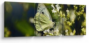 Tablou cu fluture (cu ceas) (90x30 cm)