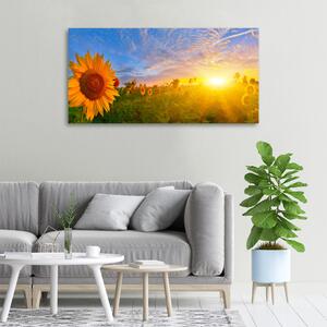 Tablou pe pânză canvas câmp de floarea-soarelui