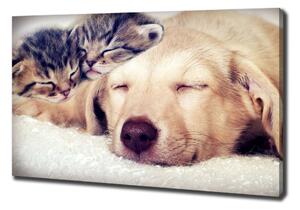 Tablouri tipărite pe pânză Puppy și pisici