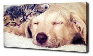 Tablouri tipărite pe pânză Puppy și pisici
