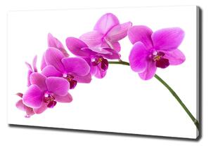 Imprimare tablou canvas orhidee roz