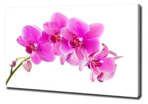 Tablouri tipărite pe pânză orhidee roz