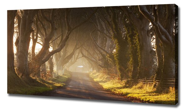 Print pe canvas Ceață în pădure