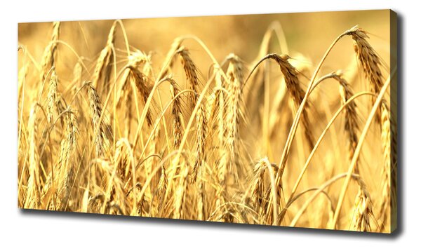 Tablou pe pânză canvas Cereale
