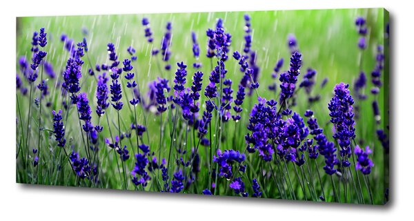 Tablou pe pânză canvas Lavandă
