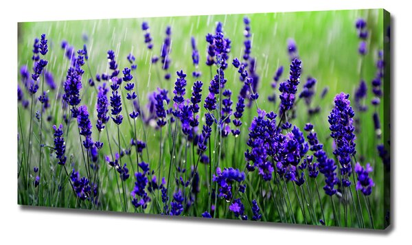Tablou pe pânză canvas Lavandă