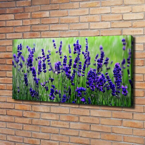 Tablou pe pânză canvas Lavandă