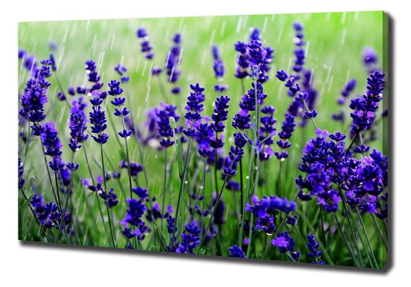 Tablou pe pânză canvas Lavandă