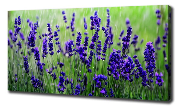 Tablou pe pânză canvas Lavandă