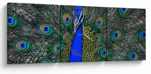 Tablou - Păun (cu ceas) (90x30 cm)