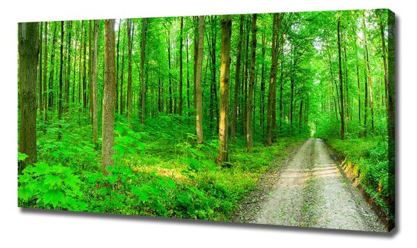 Pictură pe pânză Copaci în pădure