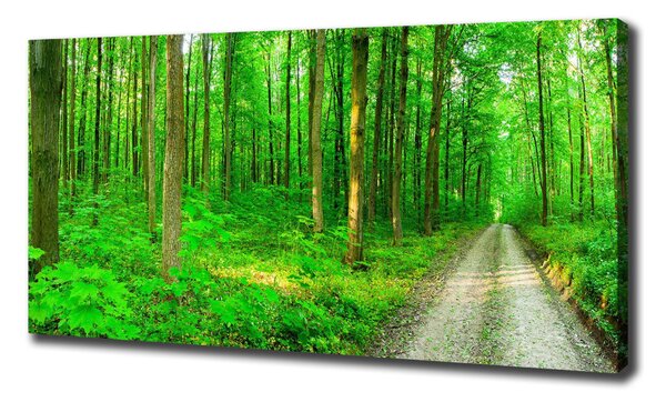 Pictură pe pânză Copaci în pădure