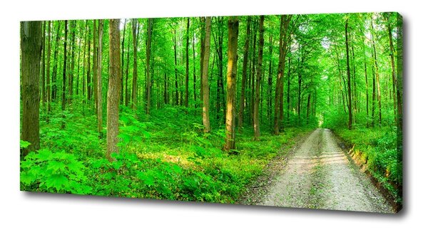 Pictură pe pânză Copaci în pădure