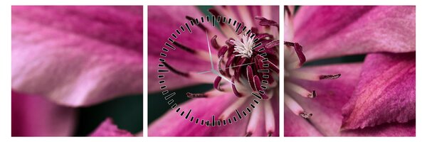 Tablou cu floarea roz de clematis (cu ceas) (90x30 cm)