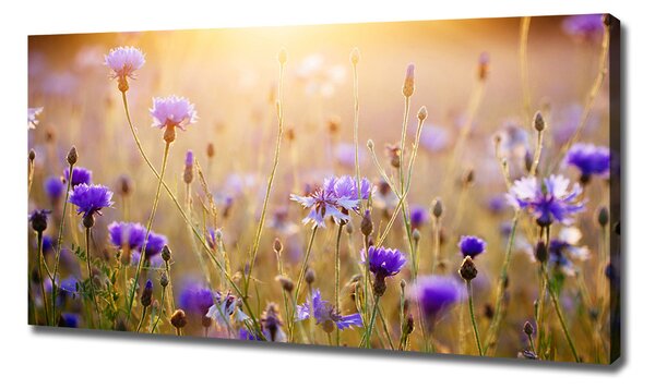 Tablou pe pânză canvas flori de câmp