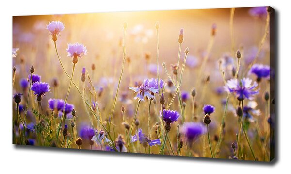 Tablou pe pânză canvas flori de câmp