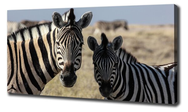 Tablou canvas două zebre