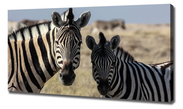 Tablou canvas două zebre