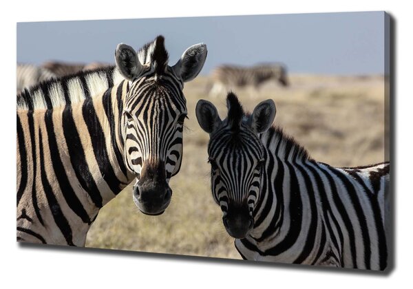 Tablou canvas două zebre