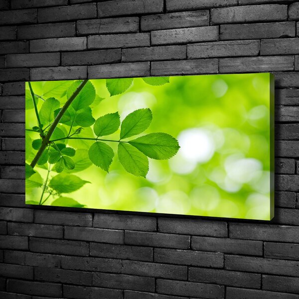 Imprimare tablou canvas Frunze verzi