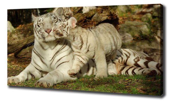 Tablou canvas Tigers