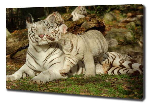 Tablou canvas Tigers