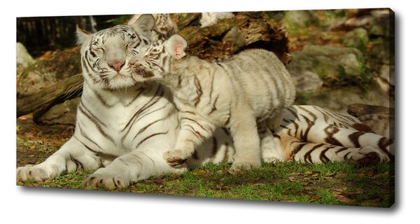 Tablou canvas Tigers