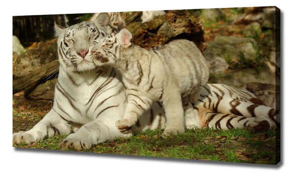 Tablou canvas Tigers